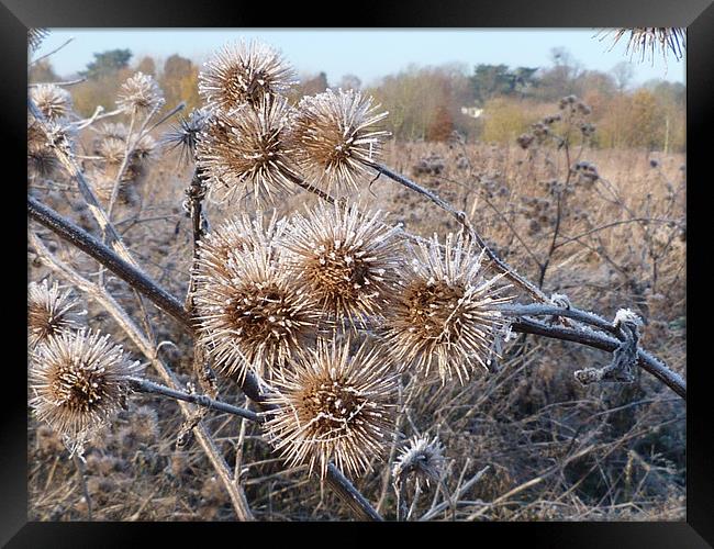 Frost on thistles Framed Print by simon brown