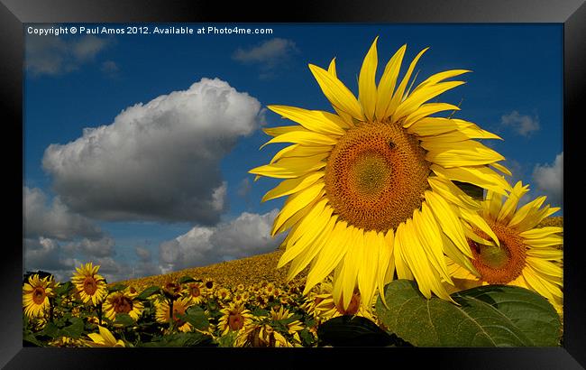 Sunflowers France Framed Print by Paul Amos