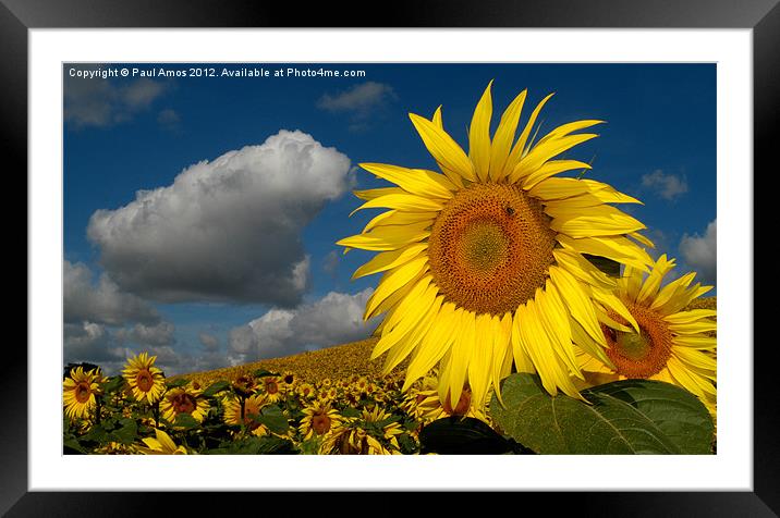 Sunflowers France Framed Mounted Print by Paul Amos