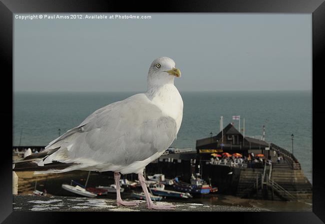 Seagull Broadstairs Framed Print by Paul Amos
