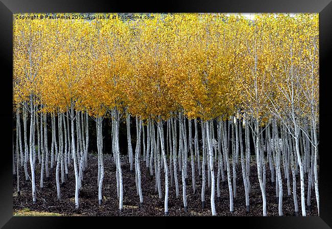 French Autumn Trees Framed Print by Paul Amos