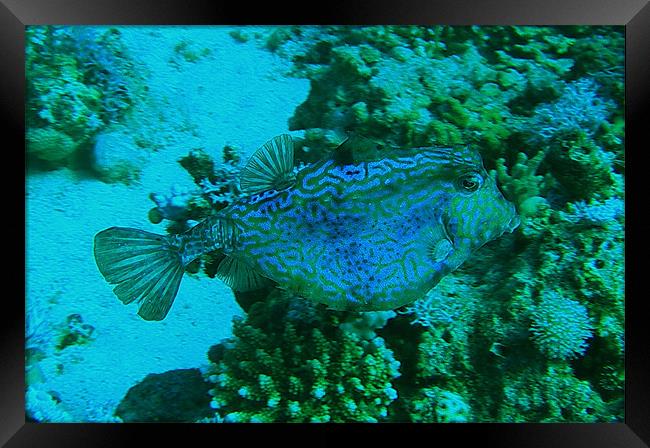 RED SEA BOX FISH Framed Print by andy grayson