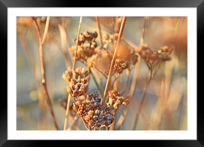 Dried Flowers Framed Mounted Print by