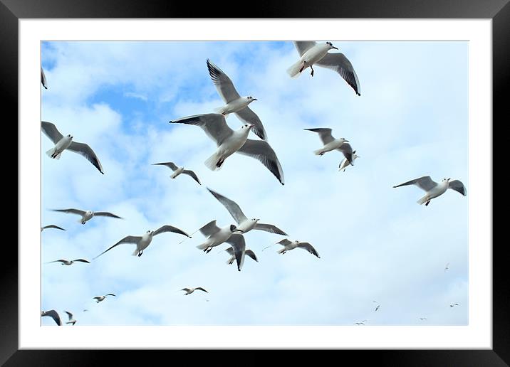 In Flight Framed Mounted Print by