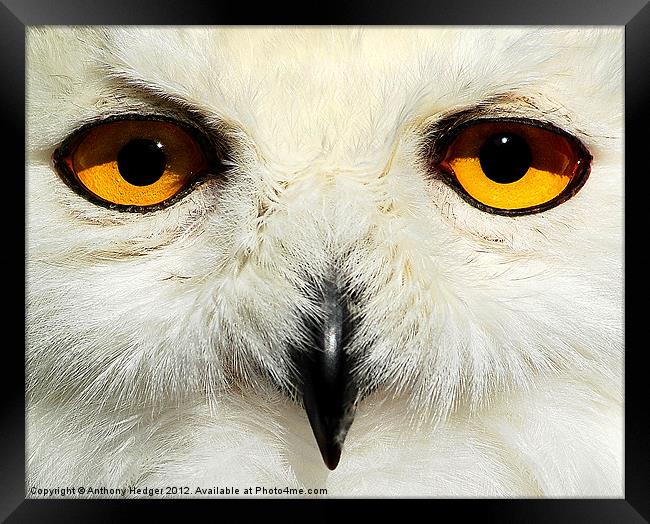 The Snowy owl Framed Print by Anthony Hedger