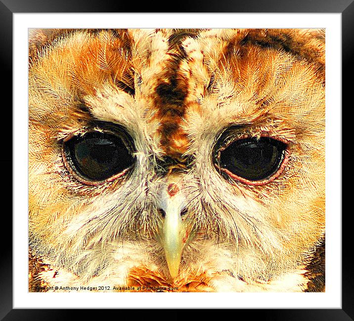 Tawny Owl - Up close and personal Framed Mounted Print by Anthony Hedger