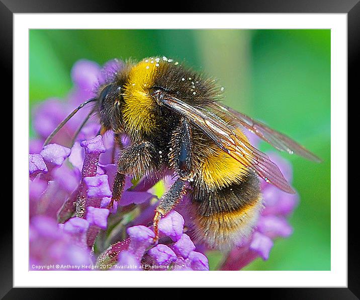 Mr. Bumble Framed Mounted Print by Anthony Hedger