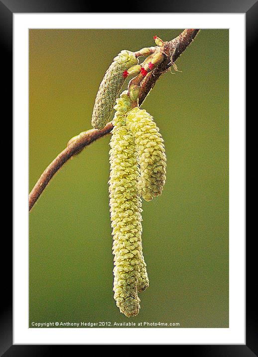 Just hanging around Framed Mounted Print by Anthony Hedger