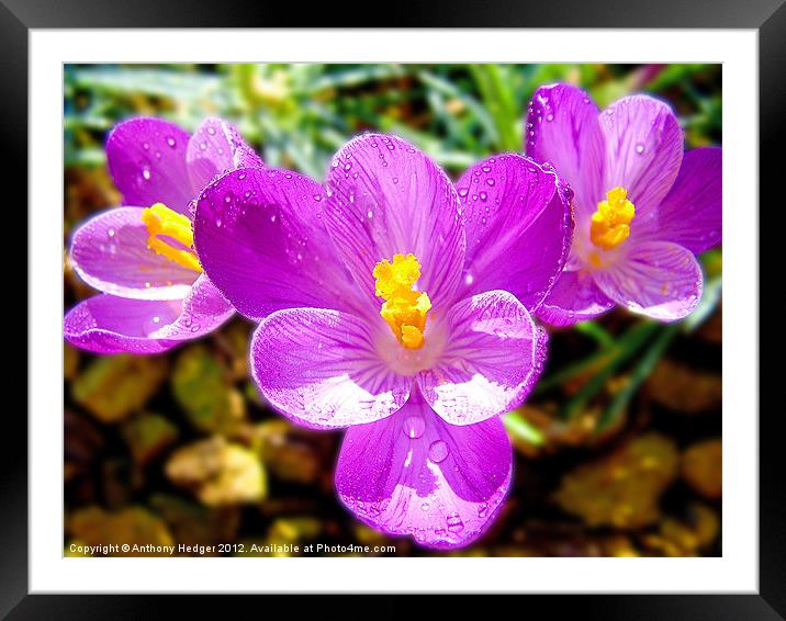 Crocus Hearts Framed Mounted Print by Anthony Hedger