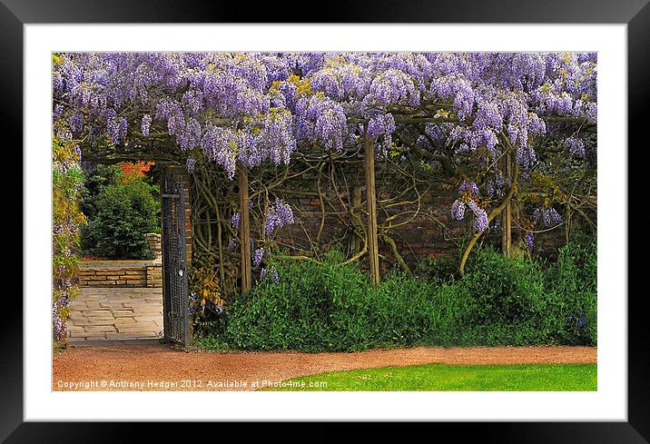 Wall of Wisteria Framed Mounted Print by Anthony Hedger