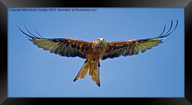 The Red Kite Framed Print by Anthony Hedger