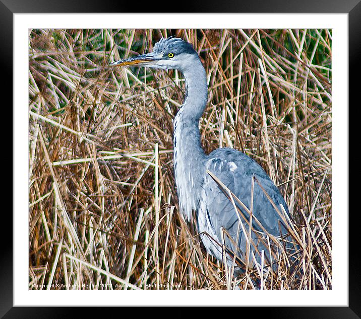 Heron Framed Mounted Print by Anthony Hedger