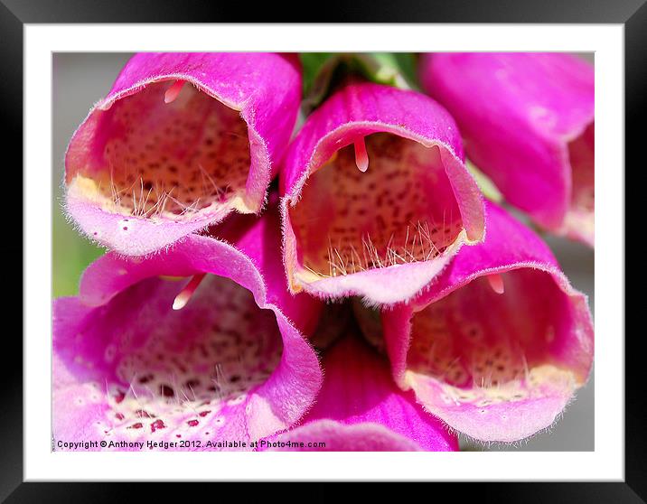 A close up in nature Framed Mounted Print by Anthony Hedger