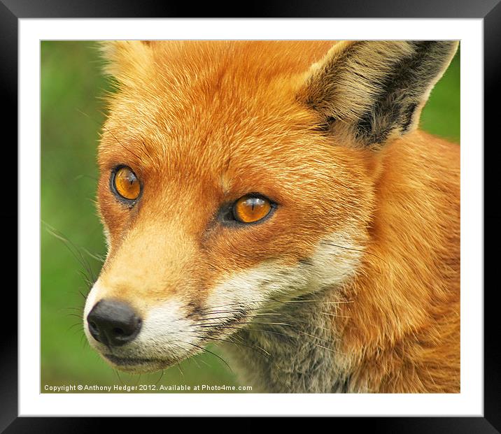 Foxy Lady Framed Mounted Print by Anthony Hedger