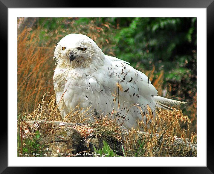 Snowy Owl Framed Mounted Print by Anthony Hedger