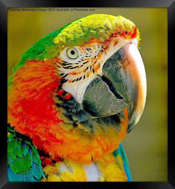 The Macaw Framed Print by Anthony Hedger