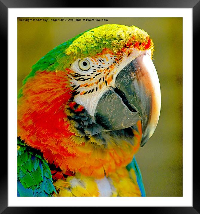 The Macaw Framed Mounted Print by Anthony Hedger