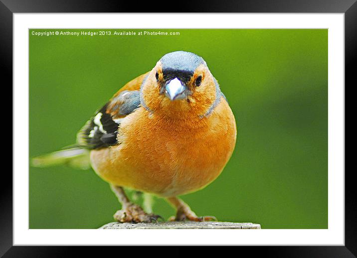 The Chaffinch Framed Mounted Print by Anthony Hedger