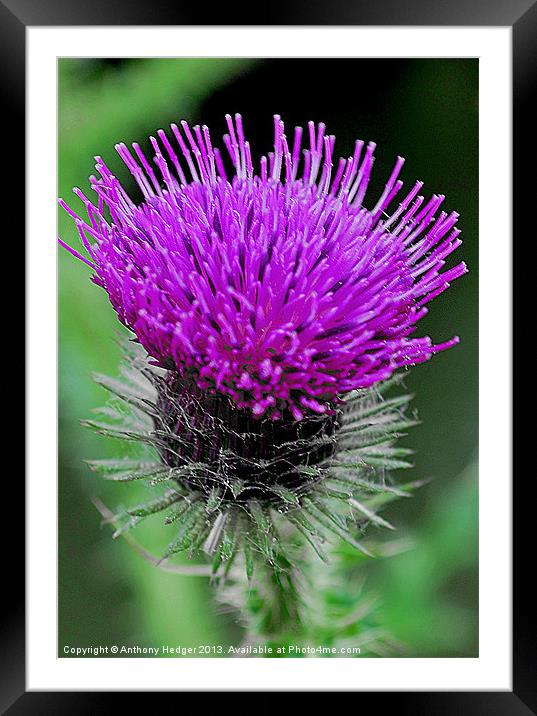 The Thistle Framed Mounted Print by Anthony Hedger