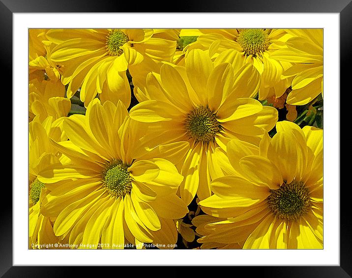 Flower Power Framed Mounted Print by Anthony Hedger
