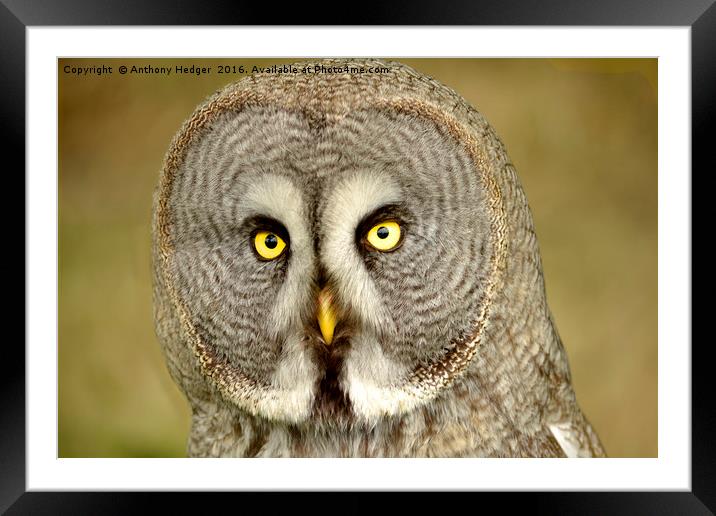 THe Great Grey Owl Framed Mounted Print by Anthony Hedger