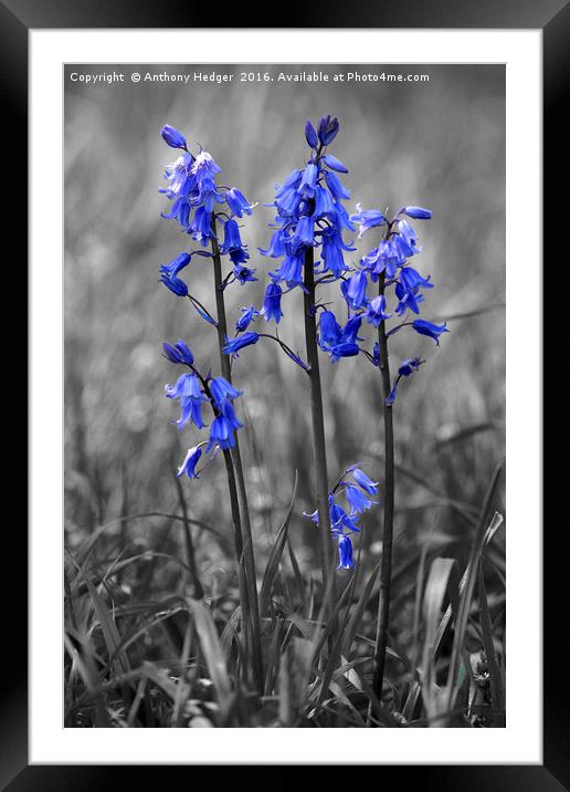 Bluebell Heads Framed Mounted Print by Anthony Hedger