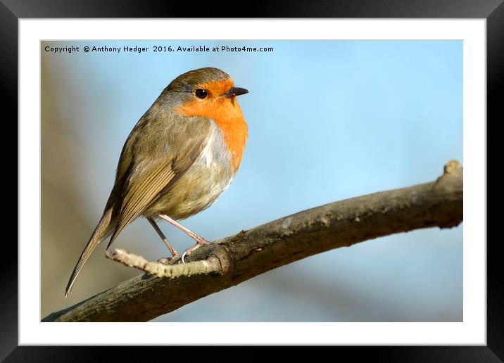 Posing Robin Framed Mounted Print by Anthony Hedger