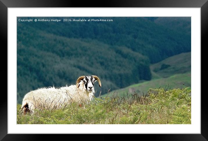 Posing Ram in Scotland Framed Mounted Print by Anthony Hedger