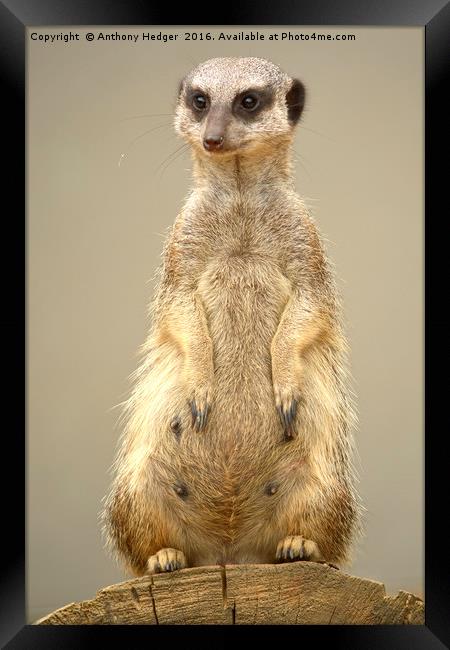 The Posing Meerkat Framed Print by Anthony Hedger