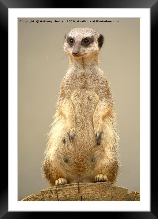 The Posing Meerkat Framed Mounted Print by Anthony Hedger