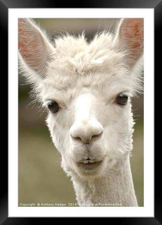 The Posing Alpaca Framed Mounted Print by Anthony Hedger