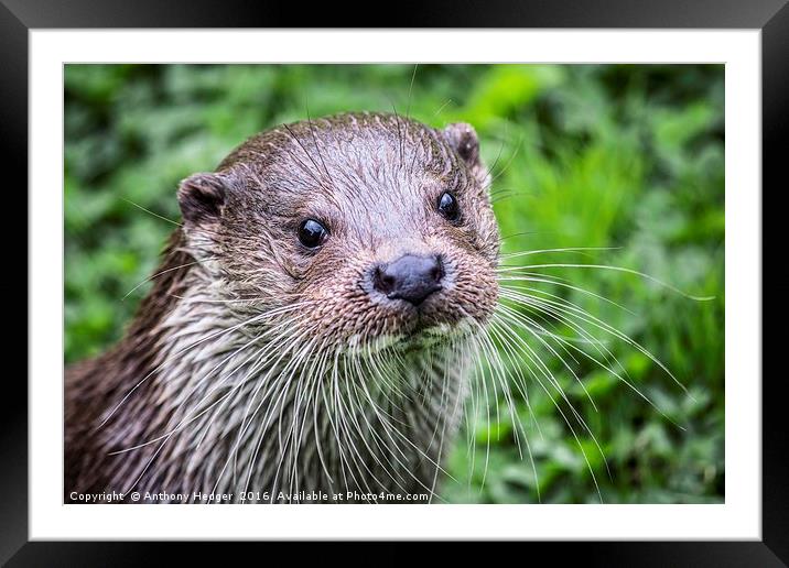 British Otter Framed Mounted Print by Anthony Hedger
