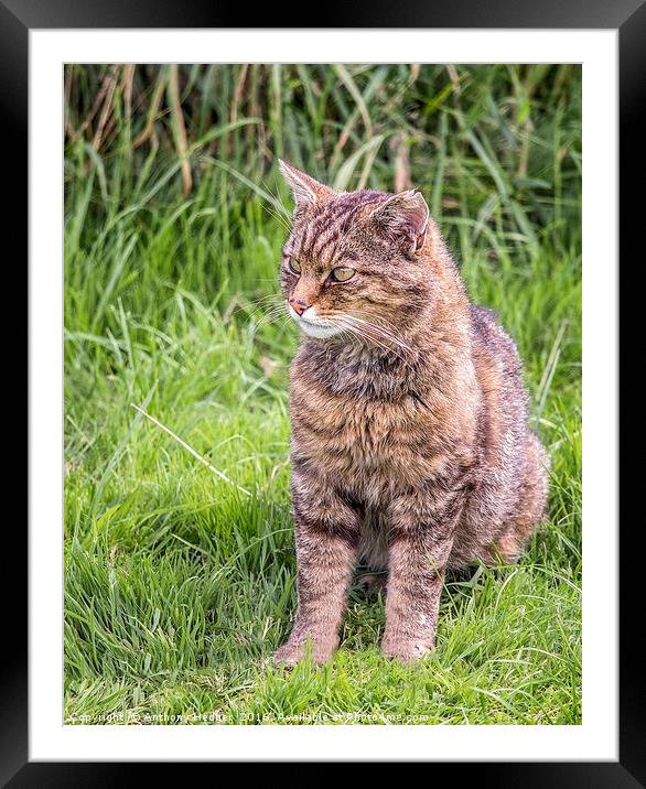 Scottish Wildcat Framed Mounted Print by Anthony Hedger