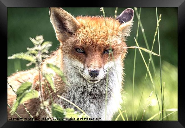 Young Vixen Fox Framed Print by Anthony Hedger