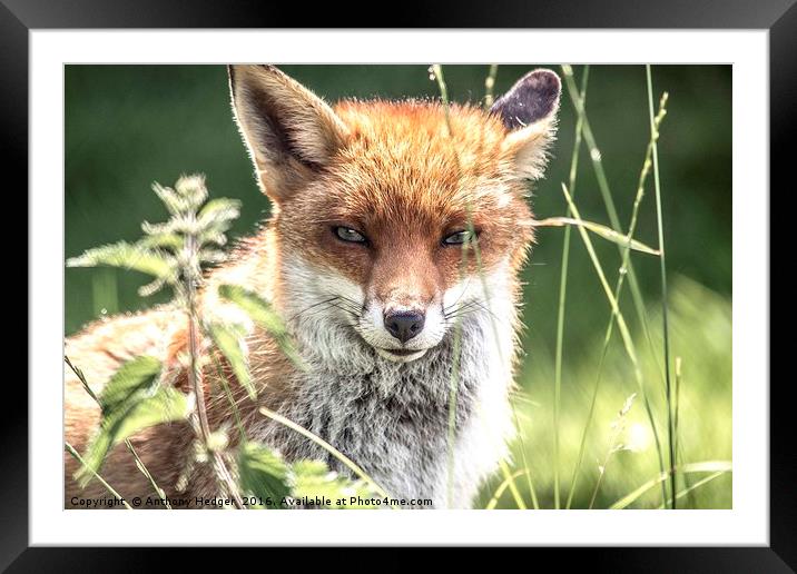 Young Vixen Fox Framed Mounted Print by Anthony Hedger