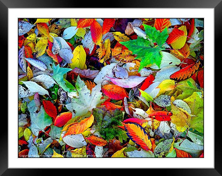 All things bright and beautiful Framed Mounted Print by Anthony Hedger