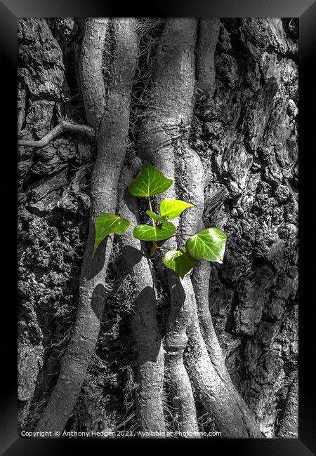 Ivy on a tree Framed Print by Anthony Hedger