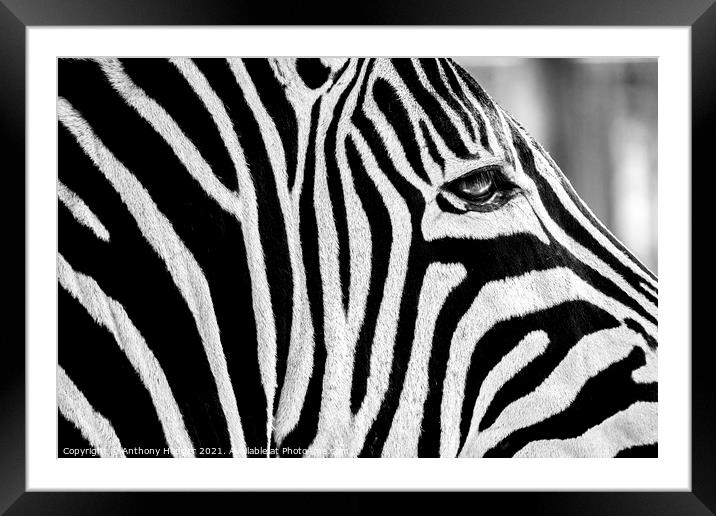 Zebra face Framed Mounted Print by Anthony Hedger