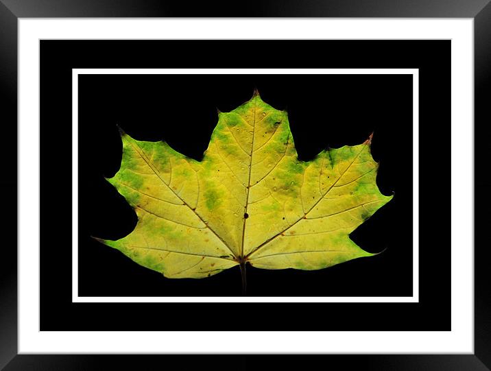 The Leaf Framed Mounted Print by Simon Deacon