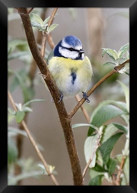 Blue Tit Framed Print by Andy Allen