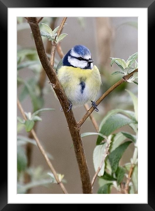 Blue Tit Framed Mounted Print by Andy Allen