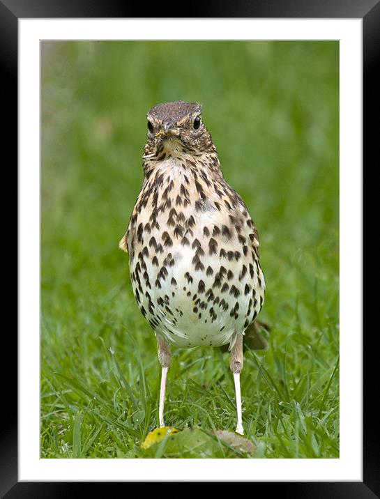 Thrush with slippers Framed Mounted Print by Andy Allen
