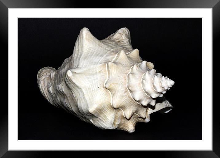 Seashell Still Life Framed Mounted Print by Andy Allen