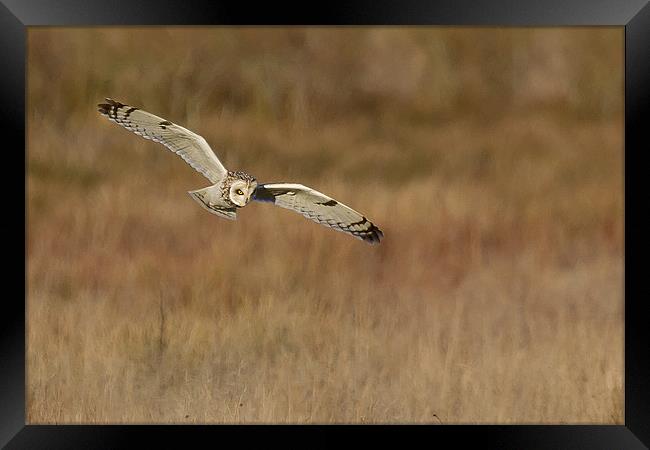 short eared owl hunting Framed Print by Andy Allen