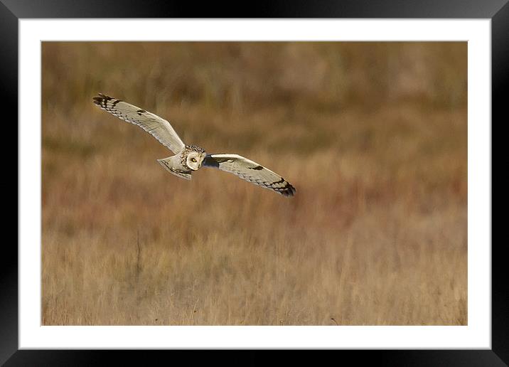 short eared owl hunting Framed Mounted Print by Andy Allen