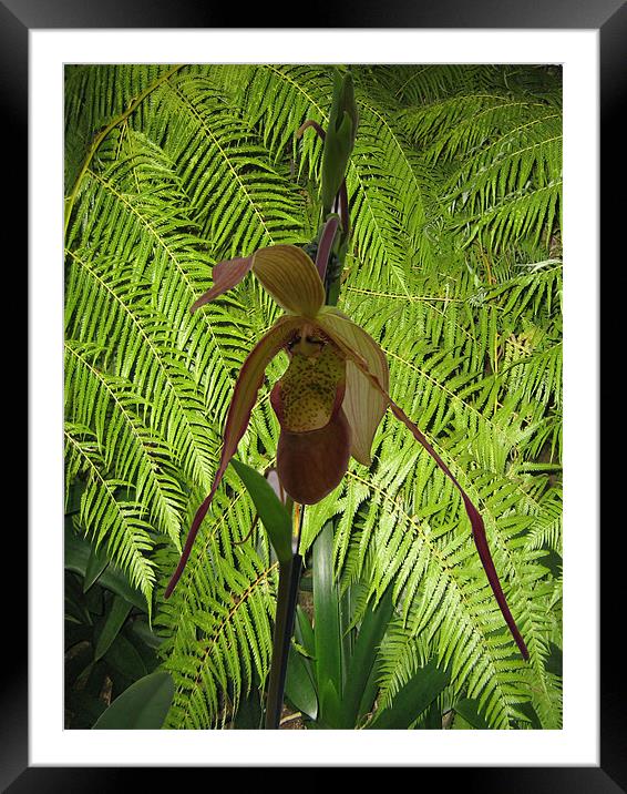 Paphiopedilum Framed Mounted Print by Rong  Kruckner