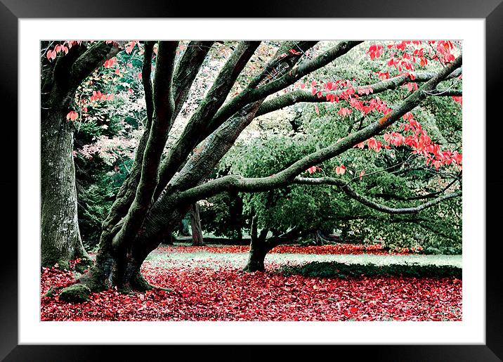 Autumn Leaves Westonbirt Framed Mounted Print by JG Mango
