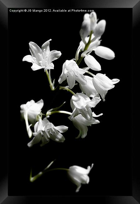 White Bluebells Framed Print by JG Mango