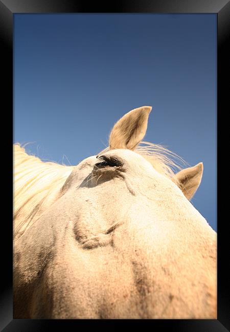 Horse close up Framed Print by Ross Redman