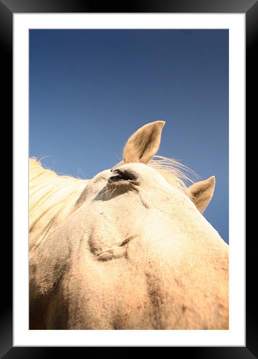 Horse close up Framed Mounted Print by Ross Redman